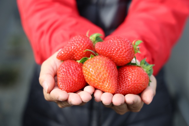 「かもめファーム」でいちご狩り!自家製スイーツも大満足(岡山市)